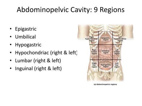 Ppt Body Cavities Powerpoint Presentation Free Download Id2759699