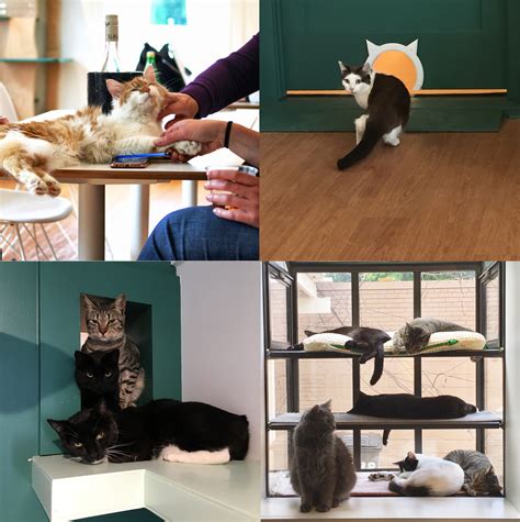 We hold adoption events every weekend around the greater charlotte area. Cat Adoption Charlotte Nc