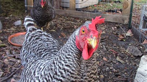 You can legally keep chickens in your yard in the biggest benefit of having hens in your backyard is the fresh eggs they produce. 5 Benefits of having backyard chickens - YouTube