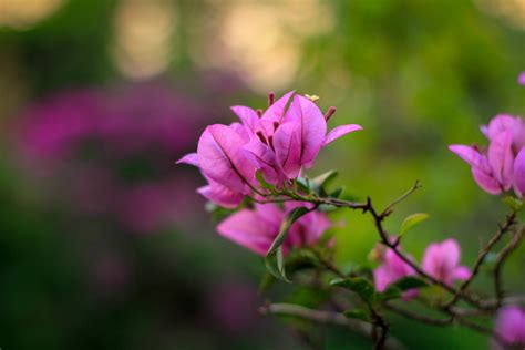 Free Stock Photo Of Beautiful Flowers Flower Nature