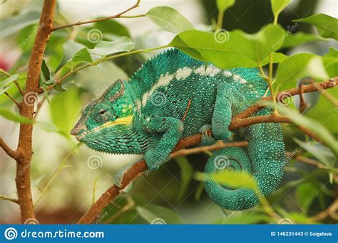 Panther Chameleon Is Brightly Colorful Chameleons That Are Indigenous 843