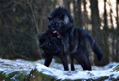 A B S I N T H I U S Black Wolf Wolf Dog Wolf Pictures