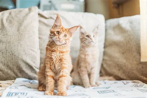 Male Vs Female Catkitten Which Gender Should You Adopt Monsieurtn Cats And Kittens Cats