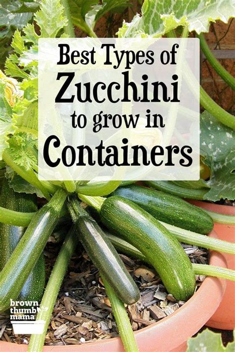 Whether you have a big back lawn, a few planters on. Best Types of Zucchini to Grow in Containers | Types of ...