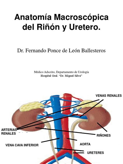 Anatomia Renal Pdf Riñón Abdomen