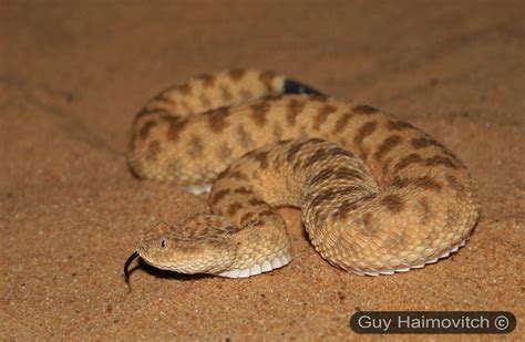 Female Sahara Dwarfsand Viper Cerastes Vipera עכן קטן נ Flickr