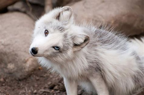 Arctic Fox With Heterochromatic Eyes Rarcticfoxes