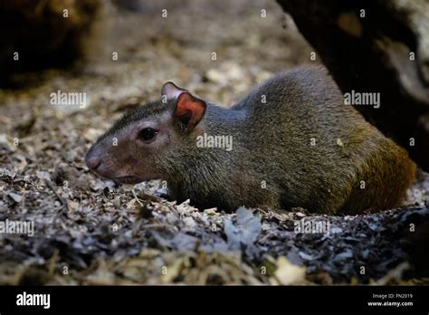 A Central American Agouti Known In Mexico As A Sereque Stock Photo Alamy