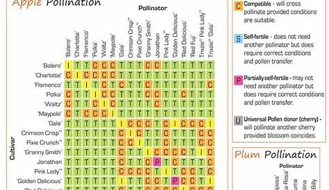 Fruit Tree Pollination Charts: apple, plum, cherry, pear from http