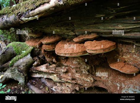 Southern Bracket Fungus On Fallen Beech Tree Ganoderma Adspersum