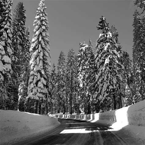 Download Wallpaper 1280x1280 Road Turn Trees Snow Winter Sunlight