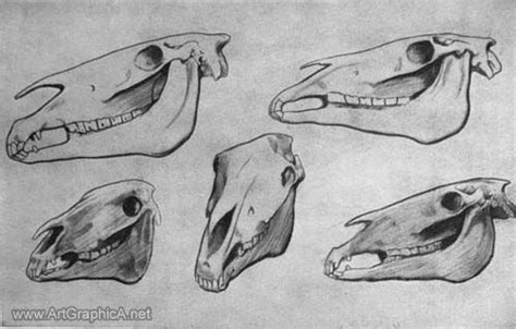How To Draw A Horse Horse Skull Draw A Horse Horse Skull Drawing