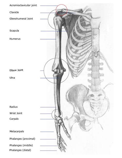 Upper Limb Bone Anatomy Labeling
