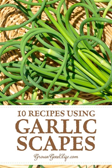 10 Ways To Use Garlic Scapes Scape Recipe Garlic Scapes Harvest