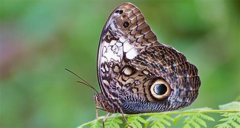 Its True Butterfly Spots Can Mimic Scary Eyes Science News