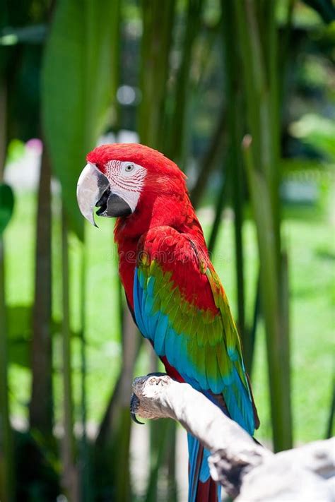 Parrot Sitting On Branch Stock Image Image Of Avian 28584559