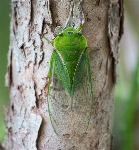 Australian Cicada Sounds Wild Ambience Nature Sounds