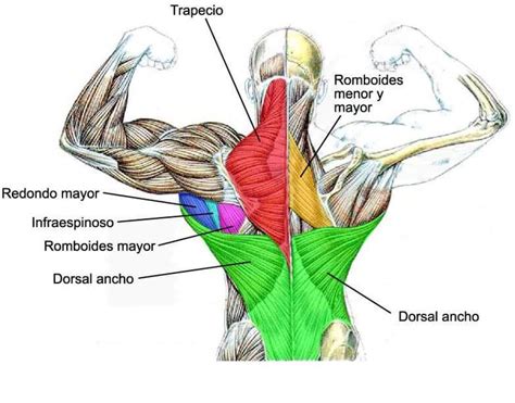 Anatomía De Los Músculos De La Espalda En 2023 Músculos De Espalda