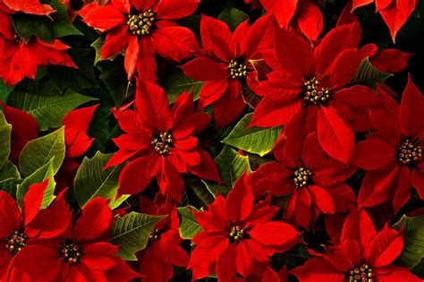 It Is National Poinsettia Day And We Are Delivering These Beautiful