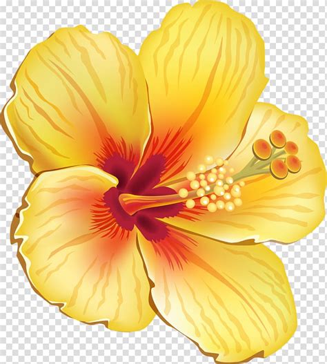 Yellow Hibiscus Flower Illustration Hawaiian Hibiscus Shoeblackplant