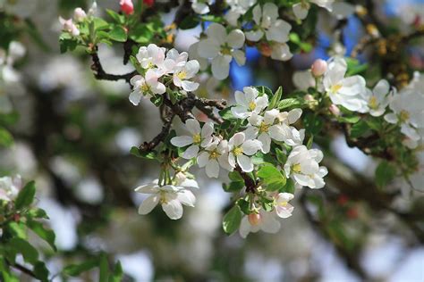White Apple Tree Blossoms In The Spring By Dzintraregina On Deviantart