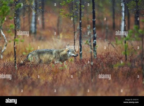 Grey Wolf Walking In Wetlands In Eastern Finland Stock Photo Alamy