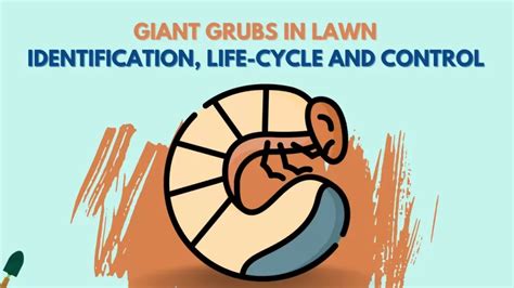 Giant Grub In Lawn Identification Life Cycle And Control