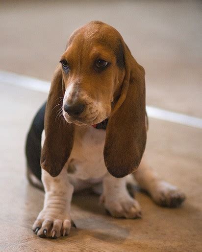 As dogs go through the teething stages, those ears do how long it takes for a puppy's ears to stand up depends on the breed and the individual dog. Basset puppy with big ears (1 comment)