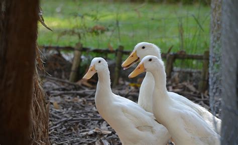 When Do Pekin Ducks Start Laying Eggs Romney Ridge Farm