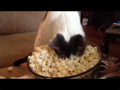 Here's what veterinarians say about letting your dog snack on popcorn. Popcorn Face Warming Cat - YouTube
