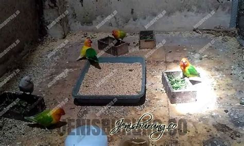 Racikan pakan lovebird konslet campur jamu tradisional. Racikan Jamu Lovbirt Konslet Untuk Betina : 5 Ramuan Khusus Makanan Untuk Lovebird Konslet ...