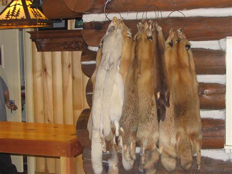 Exclusive deals · lower prices · vacation packages · easy access Skins hanging in Alaskan cabin | Alaskan cabins, Vacation ...