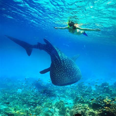 日本からも近く、美しい海が広がるセブ島。人気の旅行先のひとつですが、ビーチ以外にも楽しめる方法をご存知ですか？セブ島には、ここだけは訪れておきたい必見の定番観光スポットがたくさん存在しているの