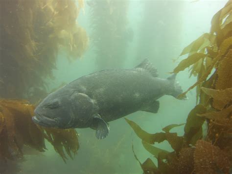 Dove Catalina Yesterday Saw A Giant Sea Bass Which Is 1 Of ~500 Left In The World This Thing