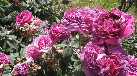 My Rose Garden Youtube