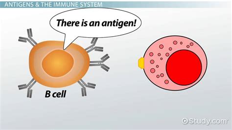 What Is An Antigen Presenting Cell Definition And Types Video
