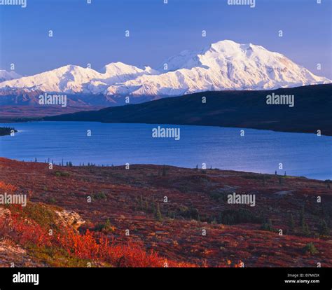 Denali Mount Mckinley In Denali National Park With Bright Fall Colors