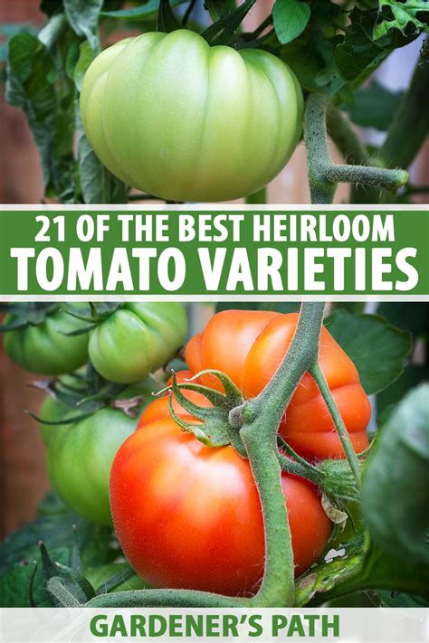 21 Of The Best Heirloom Tomato Varieties Gardeners Path