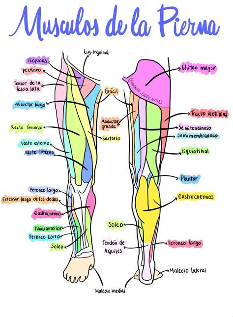 An Image Of Muscles In The Human Body With Labels On It Including The