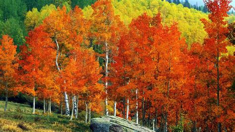 Green Red Orange Yellow Fall Autumn Leaves Trees Forest Hd Fall