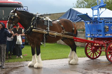 Shire Horseheavy Horsecartdrivingshire Horse Free Image From