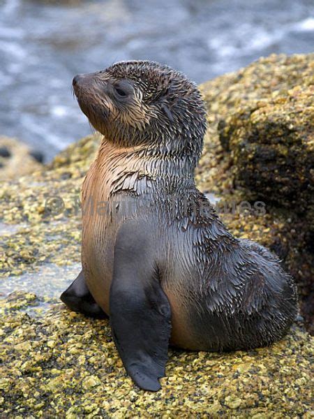Aust Fur Seal Pups Marinethemes Stock Photo Library