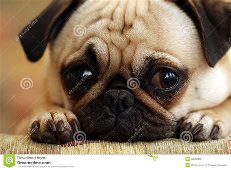Sad Pug Puppy Stock Photo Image Of Canine Love Mouth 5056680