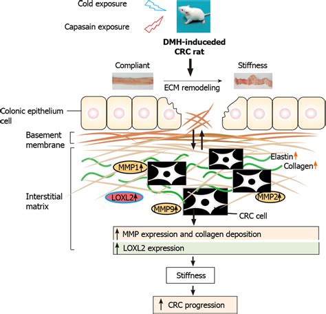 Schematic Diagram Depicting The Role Of Extracellular Matrix And