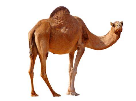 Camels are very specialized animals. Desert Camel Standing PNG Image - PurePNG | Free ...