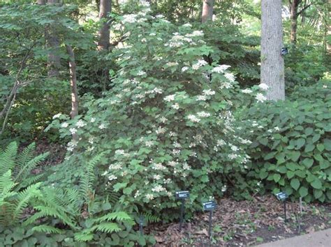 Check spelling or type a new query. Viburnum acerifolium, Mapleleaf Viburnum | Garden | Pinterest