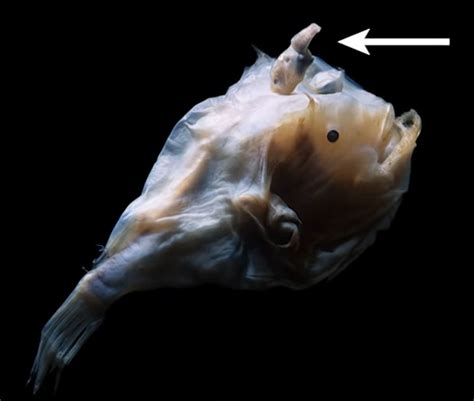 When Anglerfish Male Finds A Suitable Mate He Bites Into Her Belly And