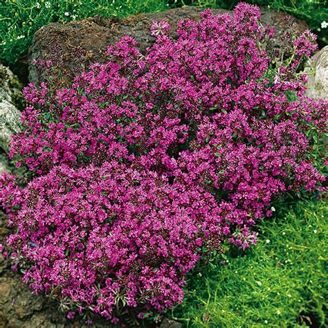 Thyme Creeping Red 9cm Pot 9cm Potted Herbs Busy Bee Garden Centre