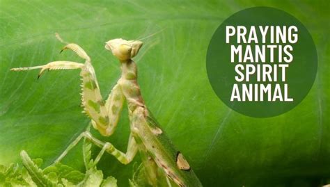 Praying Mantis Spirit Animal Meaning Exemplifies The Earth And Its