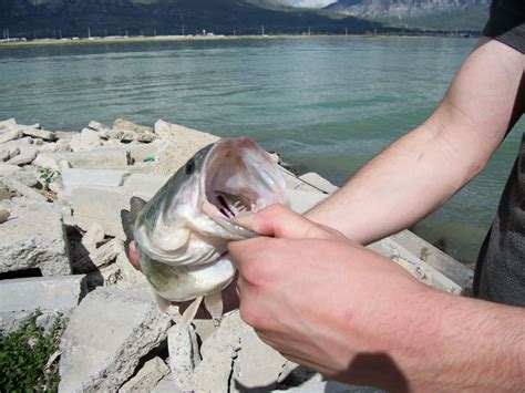 They hold a population of brook trout that are stocked periodically as. Fishing Report: Utah Lake: Bass!!